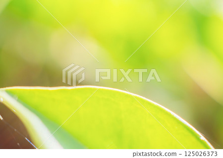 Natural plant green leaf in garden with bokeh background 125026373