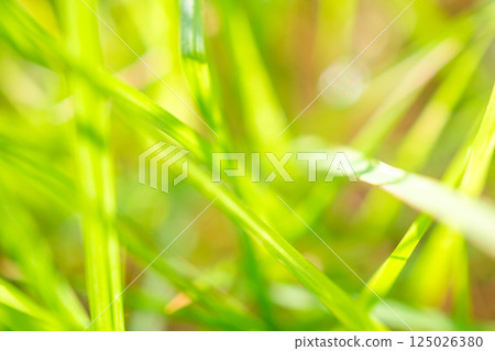 green grass leaf in garden with blur background 125026380