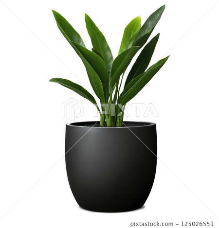 ZZ Plant in Round Black Ceramic Pot (Zamioculcas zamiifolia) A glossy ZZ plant with waxy, dark green leaves, placed in ZZ Plant in Round Black Ceramic Pot (Zamioculcas zamiifolia) A glossy ZZ plant with waxy, dark green leaves, placed in 125026551