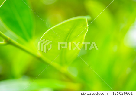 Natural plant green leaf in garden with bokeh background 125026601