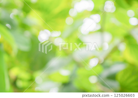 Abstract blur green leaf bokeh nature background 125026603