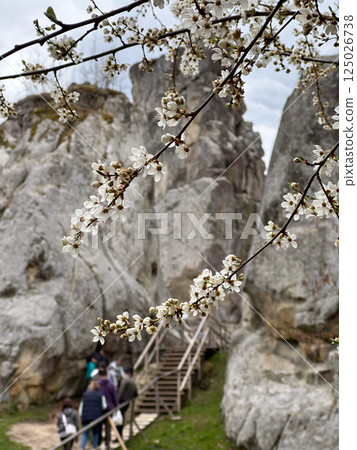 Cherry Blossoms and Rocky Landscape Cherry Blossoms and Rocky Landscape 125026738