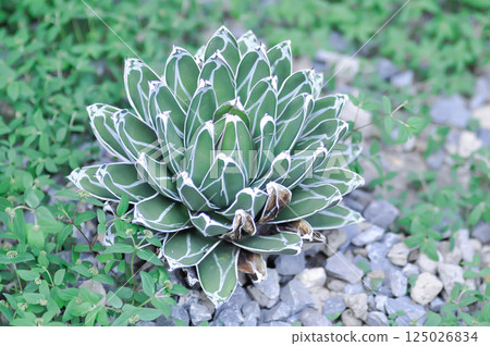 Agave Victoriae reginae, Agave spp or AGAVACEAE or Agave Agave Victoriae reginae, Agave spp or AGAVACEAE or Agave 125026834