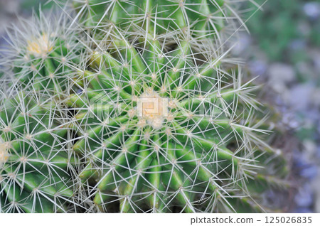 Golden barrel cactus or cactus plant or succulent Golden barrel cactus or cactus plant or succulent 125026835