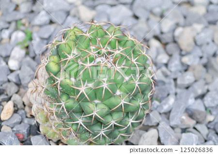 Elephants Tooth Cactus, Coryphantha Elephantidens or Coryphantha 125026836