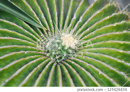 Parodia magnifica or cactus plant or succulent Parodia magnifica or cactus plant or succulent 125026839