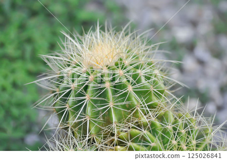 Golden barrel cactus or cactus plant or succulent 125026841