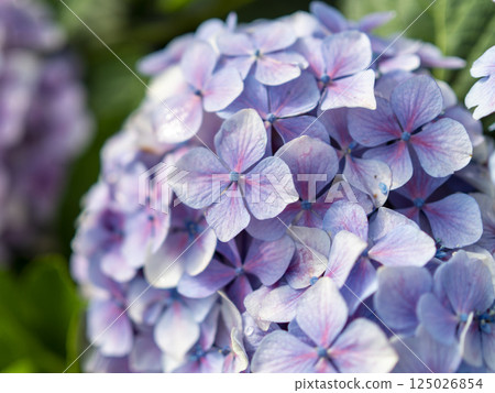 Close-up of a purple hydrangea Close-up of a purple hydrangea 125026854