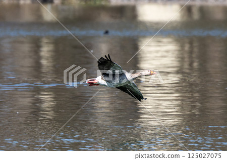 The flying greylag goose, Anser anser is a species of large goose The flying greylag goose, Anser anser is a species of large goose 125027075