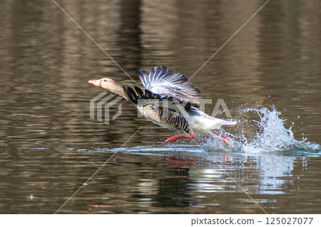 The flying greylag goose, Anser anser is a species of large goose The flying greylag goose, Anser anser is a species of large goose 125027077