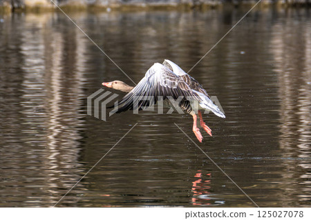 The flying greylag goose, Anser anser is a species of large goose 125027078