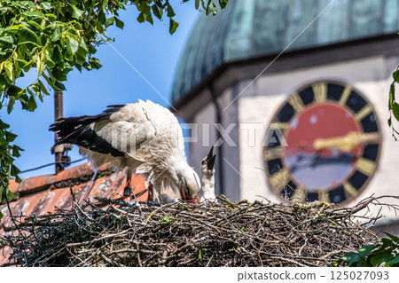 European white Stork, Ciconia ciconia with small babies on the nest in Oettingen, Swabia, Bavaria, Germany, Europe European white Stork, Ciconia ciconia with small babies on the nest in Oettingen, Swabia, Bavaria, Germany, Europe 125027093