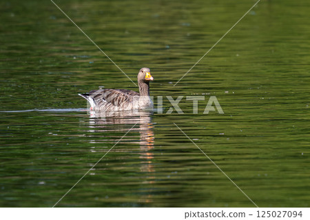 The greylag goose, Anser anser is a species of large goose The greylag goose, Anser anser is a species of large goose 125027094