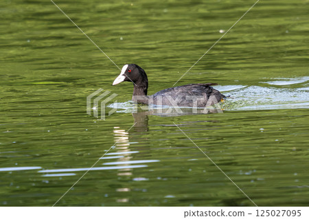 The Eurasian coot, Fulica atra swimming on the Kleinhesseloher Lake at Munich, Germany 125027095