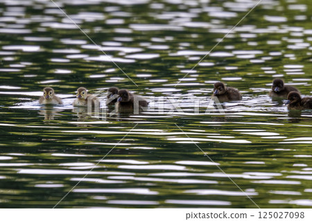 Wild duck at the Kleinhesseloher Lake in English Garden in Munich, Germany Wild duck at the Kleinhesseloher Lake in English Garden in Munich, Germany 125027098