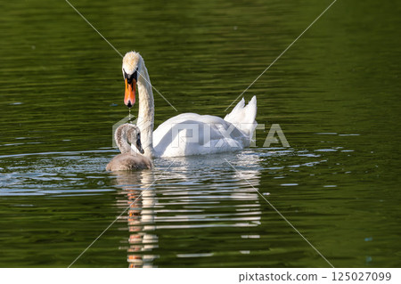 Mute swan family, Cygnus olor swimming on a lake. Mother with babies Mute swan family, Cygnus olor swimming on a lake. Mother with babies 125027099
