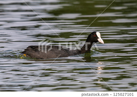 The Eurasian coot, Fulica atra swimming on the Kleinhesseloher Lake at Munich, Germany The Eurasian coot, Fulica atra swimming on the Kleinhesseloher Lake at Munich, Germany 125027101
