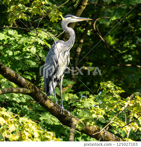 Grey heron, Ardea cinerea, sitting on a branch in a tree and looking around 125027103
