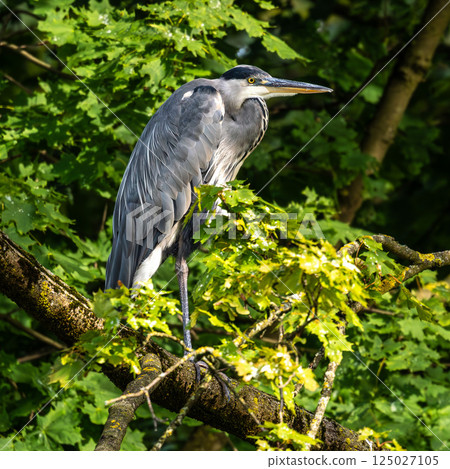 Grey heron, Ardea cinerea, sitting on a branch in a tree and looking around Grey heron, Ardea cinerea, sitting on a branch in a tree and looking around 125027105