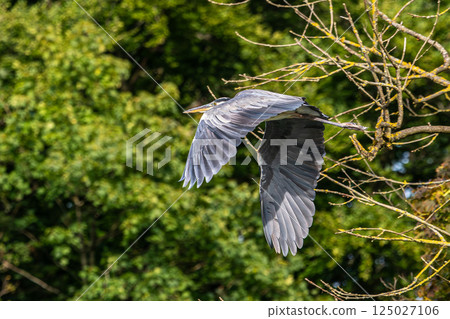 Grey Heron or Ardea cinerea. Single Grey Heron in flight. Grey Heron or Ardea cinerea. Single Grey Heron in flight. 125027106