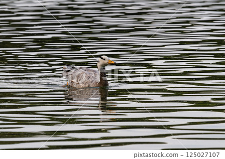 The bar-headed goose, Anser indicus seen in English Garden in Munich 125027107
