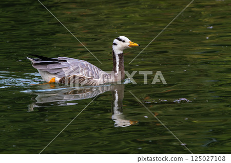 The bar-headed goose, Anser indicus seen in English Garden in Munich 125027108