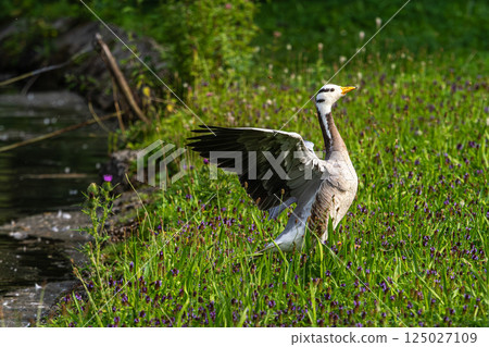 The bar-headed goose, Anser indicus seen in English Garden in Munich The bar-headed goose, Anser indicus seen in English Garden in Munich 125027109