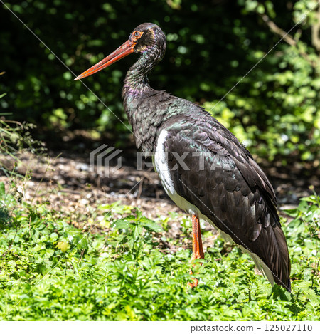 Black stork, Ciconia nigra in a german nature park Black stork, Ciconia nigra in a german nature park 125027110