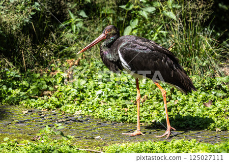 Black stork, Ciconia nigra in a german nature park 125027111