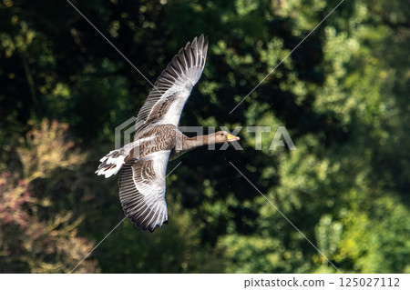 The flying greylag goose, Anser anser is a species of large goose 125027112