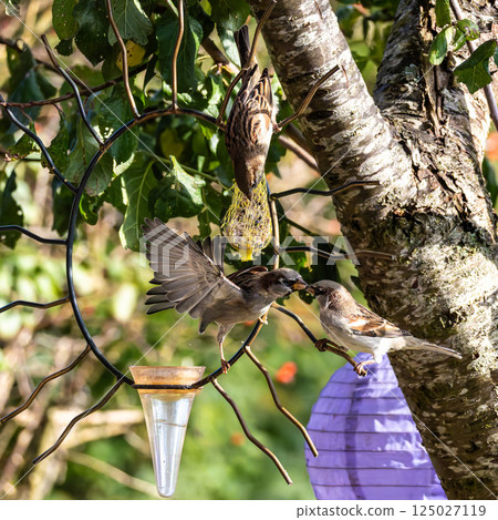 House sparrow bird, Passer domesticus perched on bird feeder containing birdseed. 125027119