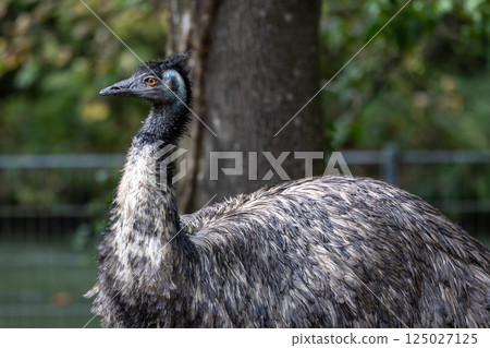 Emu, Dromaius novaehollandiae standing in grass in its habitat Emu, Dromaius novaehollandiae standing in grass in its habitat 125027125