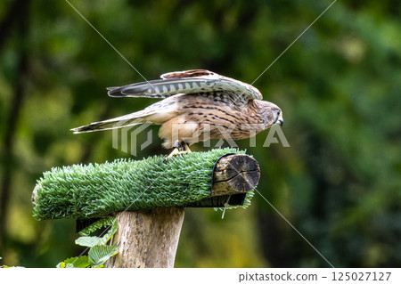 Common kestrel, Falco tinnunculus is a bird of prey species belonging to the falcon family Falconidae. Common kestrel, Falco tinnunculus is a bird of prey species belonging to the falcon family Falconidae. 125027127