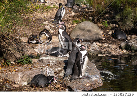 Humboldt Penguin, Spheniscus humboldti in a park Humboldt Penguin, Spheniscus humboldti in a park 125027129