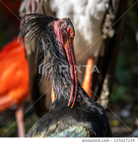 Northern Bald ibis, Geronticus eremita in a German park 125027134