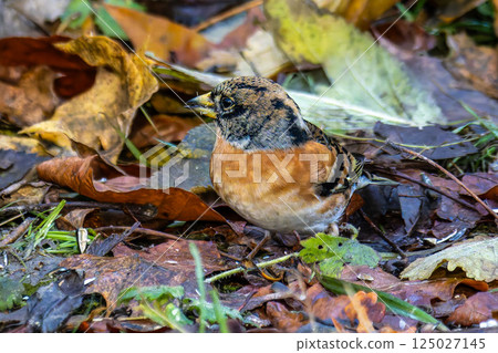 The chaffinch, Fringilla coelebs is a common and widespread small passerine bird in the finch family. 125027145