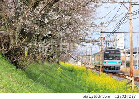 Chichibu Railway "A train running along a bank of blooming cherry blossoms and rape blossoms" 125027288