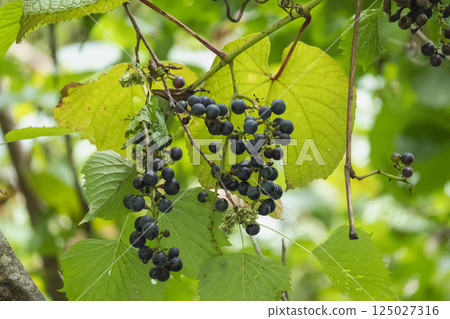 Yamabudo grapes ripen to a deep purple color in autumn Yamabudo grapes ripen to a deep purple color in autumn 125027316