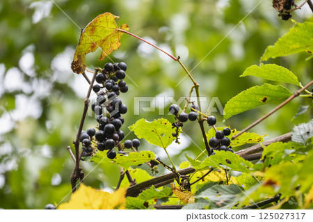 Yamabudo grapes ripen to a deep purple color in autumn Yamabudo grapes ripen to a deep purple color in autumn 125027317