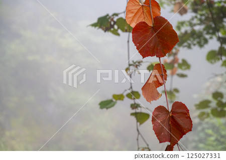 霧氣瀰漫的山間,野葡萄藤的紅葉飄浮 霧氣瀰漫的山間,野葡萄藤的紅葉飄浮 125027331