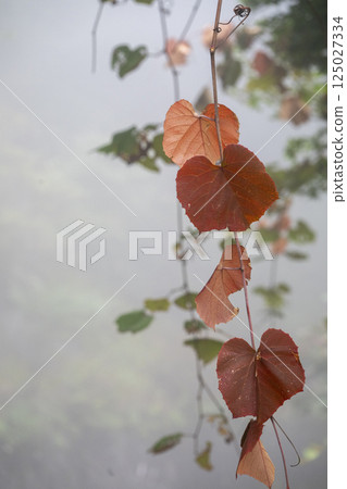 霧氣瀰漫的山間,野葡萄藤的紅葉飄浮 霧氣瀰漫的山間,野葡萄藤的紅葉飄浮 125027334