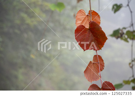 霧氣瀰漫的山間，野葡萄藤的紅葉飄浮 125027335