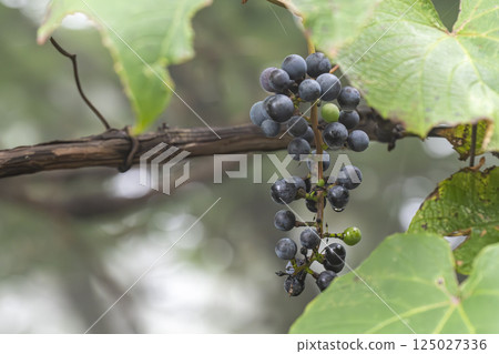 Yamabudo grapes ripen to a deep purple color in autumn Yamabudo grapes ripen to a deep purple color in autumn 125027336