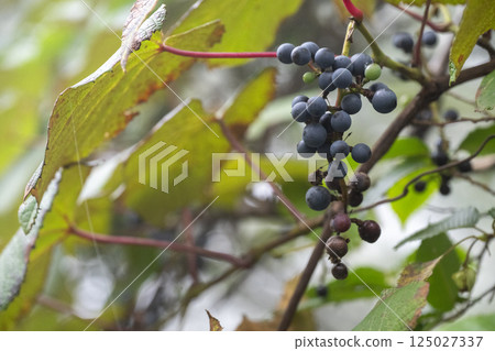 山葡萄在秋季成熟,呈現深紫色 山葡萄在秋季成熟,呈現深紫色 125027337