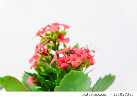 Closeup of kalanchoe plant with red flowers in a pot on light background 125027355