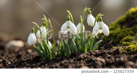 A cluster of delicate snowdrops emerging from the soft, damp earth, their white petals contrasted against the dark, rich soil A cluster of delicate snowdrops emerging from the soft, damp earth, their white petals contrasted against the dark, rich soil 125027359