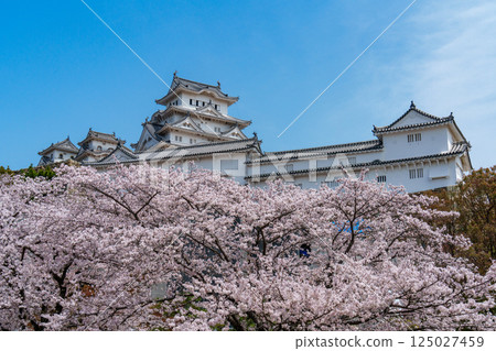 在姬路城的櫻花 125027459