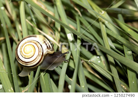 Close up of a wild snail in long grass with dew 125027490