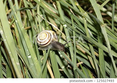 Close up of a wild snail in long grass with dew 125027493