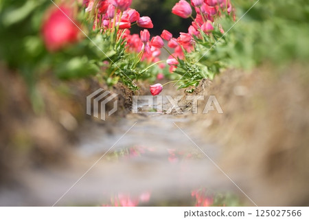Colorful tulip flowers blooming in a tulip field 125027566